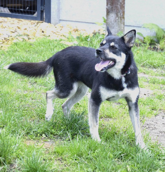 Perełka Sunia Wyglądająca Jak Szczeniak 3