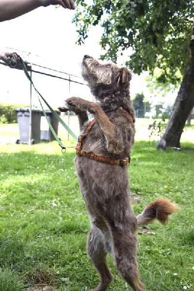 Dingo Uratowany Z Koszmarnego Schronu, Teraz Szuka Domu 5